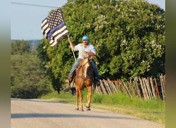 Tennessee walking horse, Hongre, 16 Ans, 152 cm, Palomino