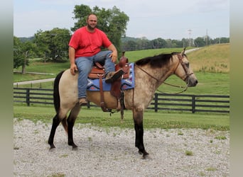 Tennessee walking horse, Hongre, 16 Ans, 157 cm, Buckskin