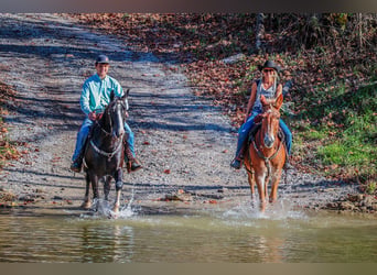Tennessee walking horse, Hongre, 16 Ans, Alezan cuivré