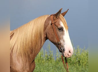 Tennessee walking horse, Hongre, 17 Ans, 152 cm, Alezan cuivré