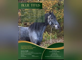 Tennessee walking horse, Hongre, 1 Année, 132 cm, Rouan Bleu