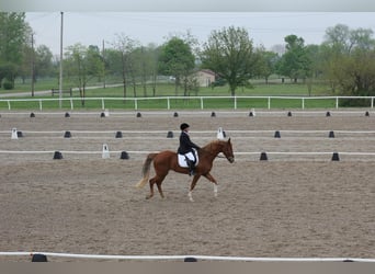 Tennessee walking horse, Hongre, 20 Ans, 163 cm, Alezan cuivré