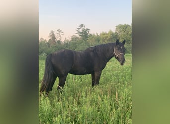 Tennessee walking horse, Hongre, 22 Ans, 61 cm, Bai brun