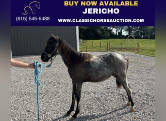 Tennessee walking horse, Hongre, 2 Ans, 132 cm, Rouan Bleu