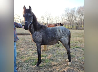 Tennessee walking horse, Hongre, 2 Ans, 132 cm, Rouan Bleu