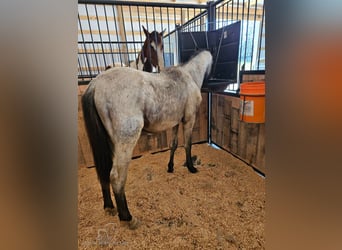 Tennessee walking horse, Hongre, 2 Ans, 132 cm, Rouan Bleu