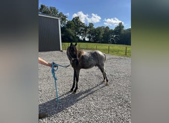Tennessee walking horse, Hongre, 2 Ans, 132 cm, Rouan Bleu