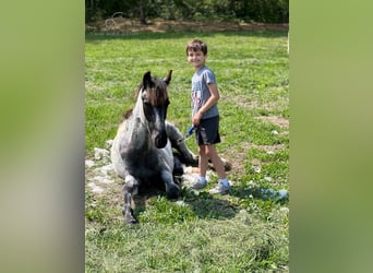 Tennessee walking horse, Hongre, 2 Ans, 132 cm, Rouan Bleu