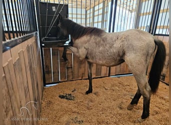 Tennessee walking horse, Hongre, 2 Ans, 132 cm, Rouan Bleu