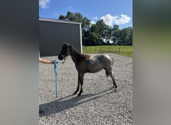 Tennessee walking horse, Hongre, 2 Ans, 132 cm, Rouan Bleu