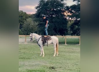 Tennessee walking horse, Hongre, 2 Ans, 152 cm, Gris