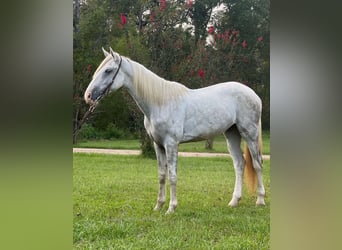 Tennessee walking horse, Hongre, 2 Ans, 152 cm, Gris