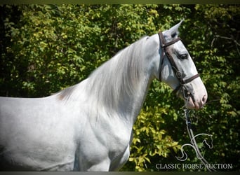 Tennessee walking horse, Hongre, 2 Ans, 152 cm, Gris