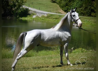 Tennessee walking horse, Hongre, 2 Ans, 152 cm, Gris