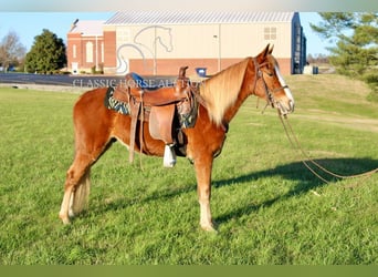 Tennessee walking horse, Hongre, 3 Ans, 132 cm, Alezan cuivré