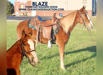 Tennessee walking horse, Hongre, 3 Ans, 132 cm, Alezan cuivré