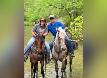 Tennessee walking horse, Hongre, 3 Ans, 142 cm, Bai cerise