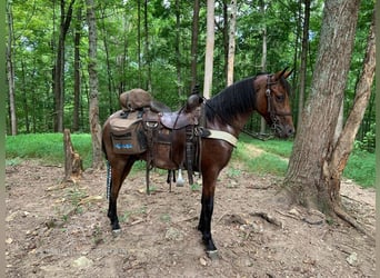 Tennessee walking horse, Hongre, 3 Ans, 142 cm, Bai cerise