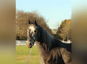 Tennessee walking horse, Hongre, 3 Ans, 142 cm, Gris