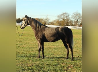 Tennessee walking horse, Hongre, 3 Ans, 142 cm, Gris