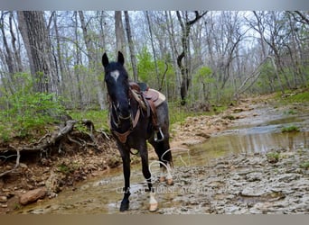 Tennessee walking horse, Hongre, 3 Ans, 142 cm, Rouan Bleu