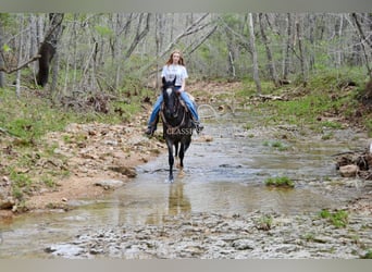 Tennessee walking horse, Hongre, 3 Ans, 142 cm, Rouan Bleu