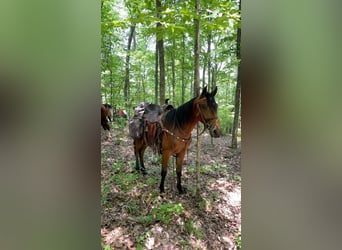 Tennessee walking horse, Hongre, 3 Ans, 152 cm, Bai cerise