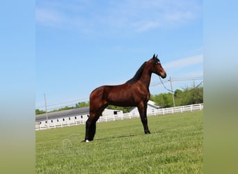 Tennessee walking horse, Hongre, 3 Ans, 152 cm, Bai cerise