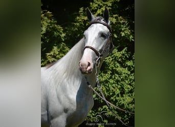Tennessee walking horse, Hongre, 3 Ans, 152 cm, Gris