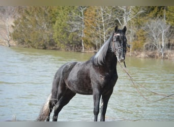 Tennessee walking horse, Hongre, 3 Ans, 152 cm, Gris