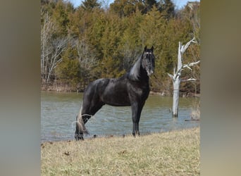 Tennessee walking horse, Hongre, 3 Ans, 152 cm, Gris