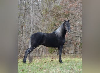 Tennessee walking horse, Hongre, 3 Ans, 152 cm, Gris