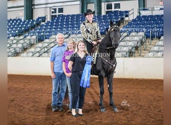 Tennessee walking horse, Hongre, 3 Ans, 152 cm, Noir