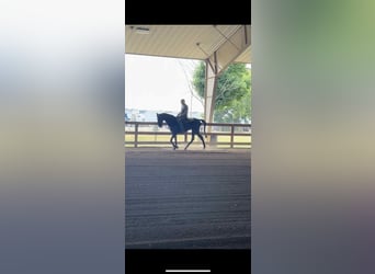 Tennessee walking horse, Hongre, 3 Ans, 152 cm, Noir