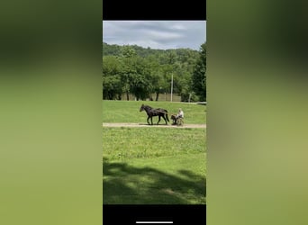 Tennessee walking horse, Hongre, 3 Ans, 152 cm, Noir