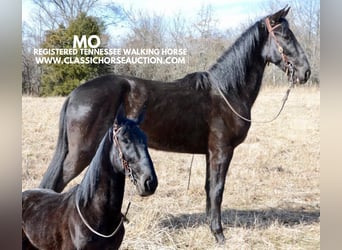 Tennessee walking horse, Hongre, 3 Ans, 152 cm, Noir