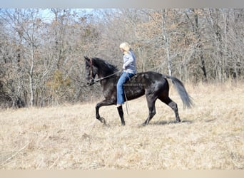 Tennessee walking horse, Hongre, 3 Ans, 152 cm, Noir