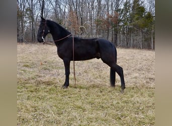 Tennessee walking horse, Hongre, 3 Ans, 152 cm, Noir