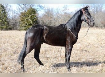 Tennessee walking horse, Hongre, 3 Ans, 152 cm, Noir