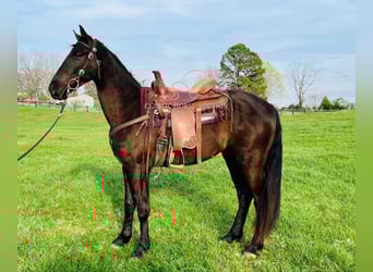 Tennessee walking horse, Hongre, 3 Ans, 152 cm, Noir
