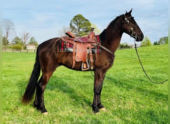Tennessee walking horse, Hongre, 3 Ans, 152 cm, Noir