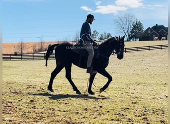Tennessee walking horse, Hongre, 3 Ans, 152 cm, Noir