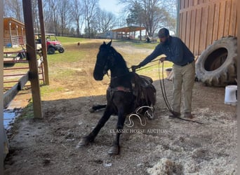 Tennessee walking horse, Hongre, 3 Ans, 152 cm, Noir