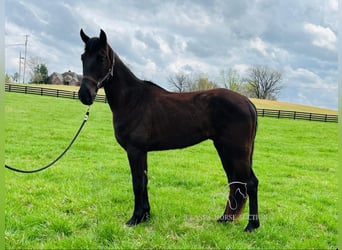 Tennessee walking horse, Hongre, 3 Ans, 152 cm, Noir