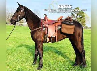 Tennessee walking horse, Hongre, 3 Ans, 152 cm, Noir
