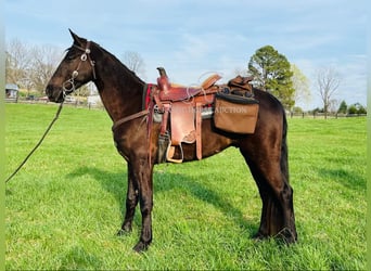Tennessee walking horse, Hongre, 3 Ans, 152 cm, Noir