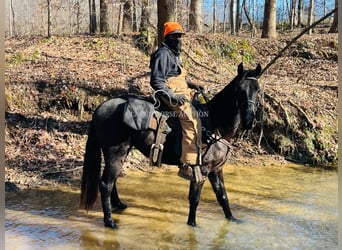 Tennessee walking horse, Hongre, 3 Ans, 152 cm, Noir