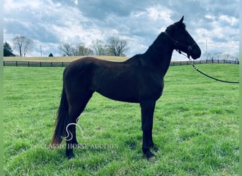 Tennessee walking horse, Hongre, 3 Ans, 152 cm, Noir
