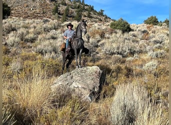 Tennessee walking horse, Hongre, 3 Ans, 152 cm, Rouan Bleu