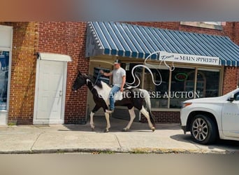 Tennessee walking horse, Hongre, 3 Ans, 152 cm, Tobiano-toutes couleurs